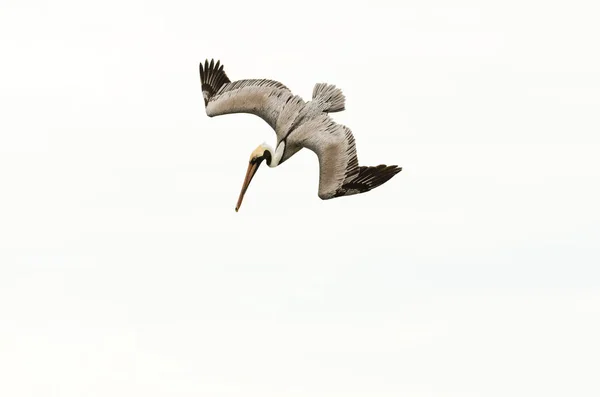 Pelican Flying Diving — Stock Photo, Image