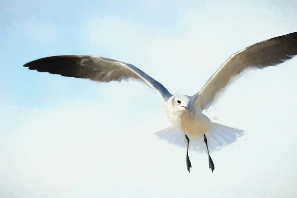 Resim uçan martı — Stok fotoğraf