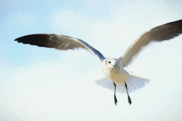 Fiskmås flyger målning — Stockfoto