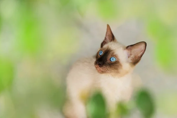 子猫シャム猫 — ストック写真