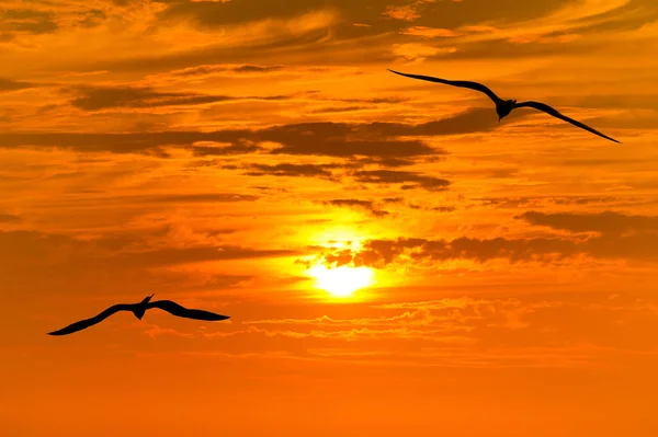 Ptačí siluety létání — Stock fotografie