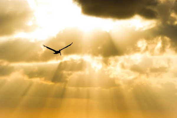Silhouette uccello Volare — Foto Stock