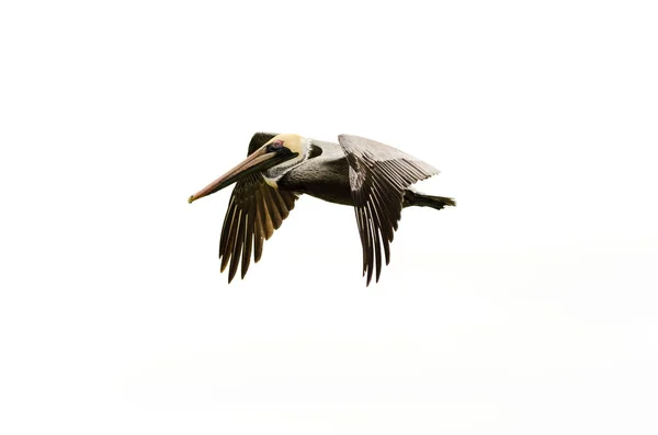 Pelican Volar buceo — Foto de Stock