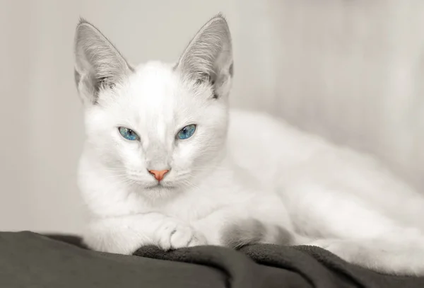 子猫猫白 — ストック写真