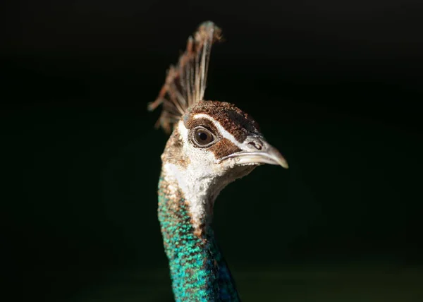 Peacock vrouwelijke kroon — Stockfoto