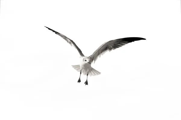 Seagull Flying Isolated — Stock Photo, Image