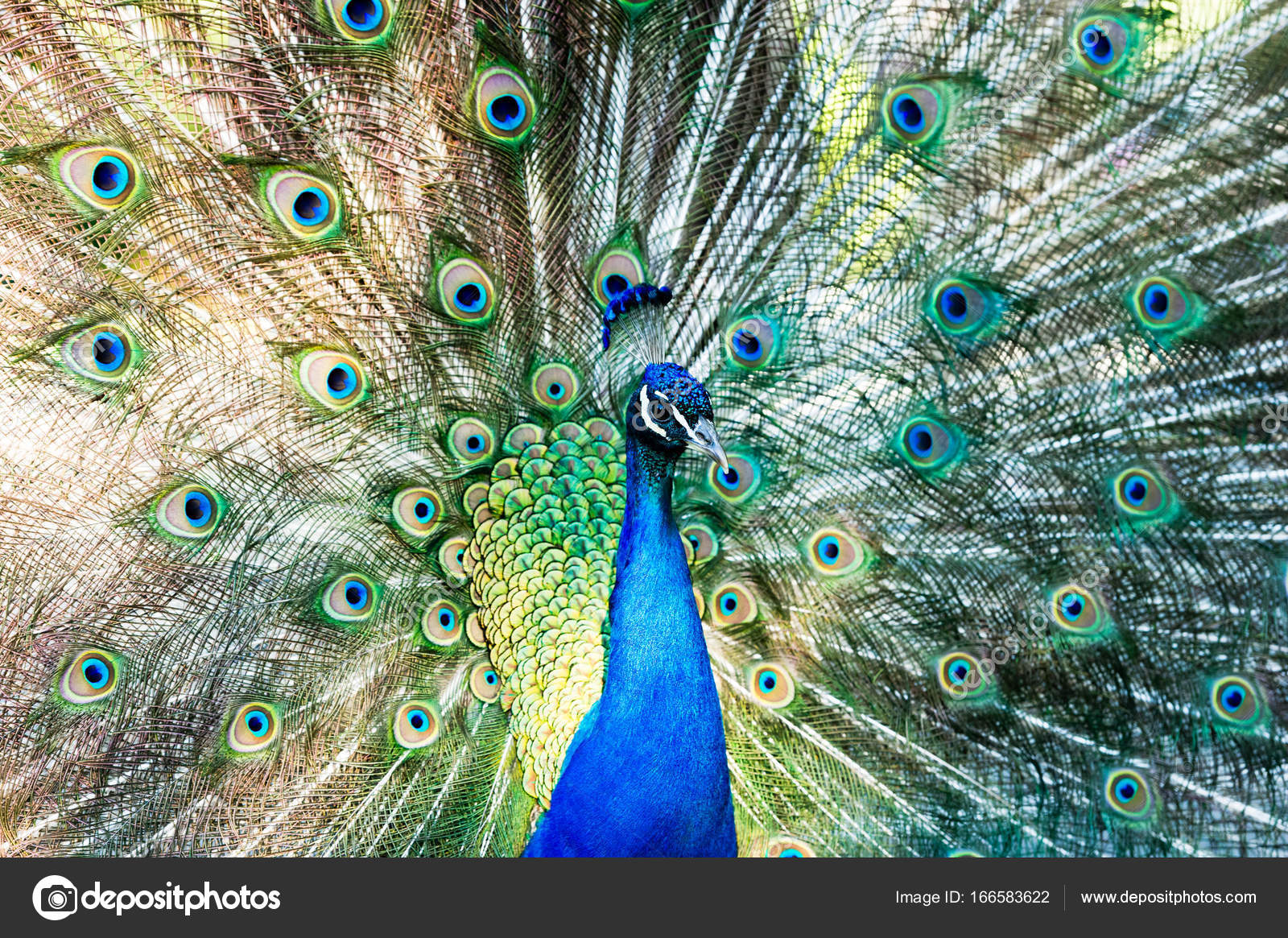 Peacock Feathers Mating — Stock Photo © mexitographer 166583622