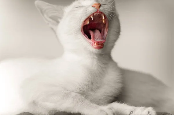 Gatinho gato irritado — Fotografia de Stock