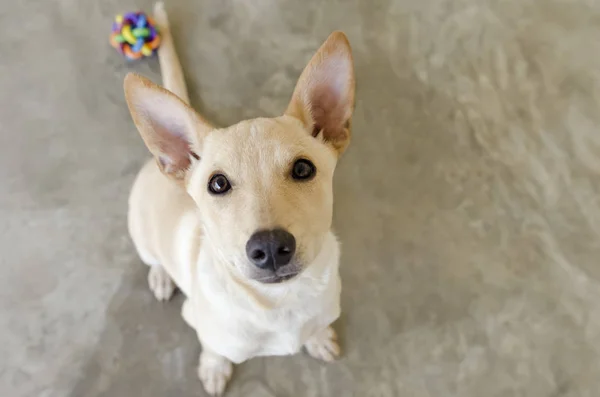 Dog Toy Curious — Stock Photo, Image