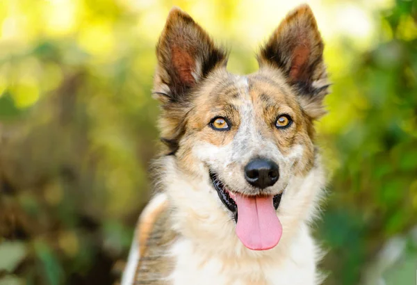 Collie hund tunga — Stockfoto