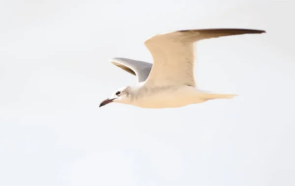 Seagull flygande vingar spridning. — Stockfoto
