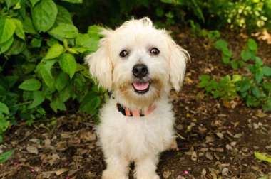 Mutlu köpek gülümsüyor