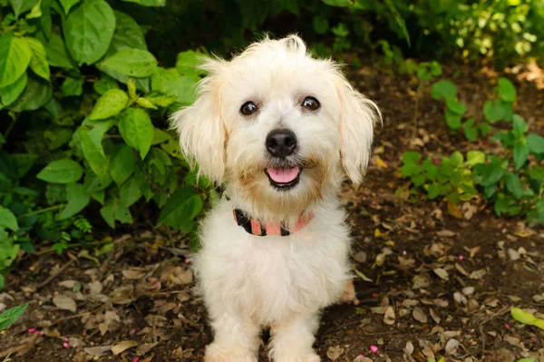 Mutlu köpek gülümsüyor