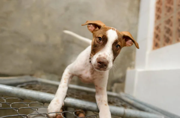 Dog Shelter Animals — Stock Photo, Image