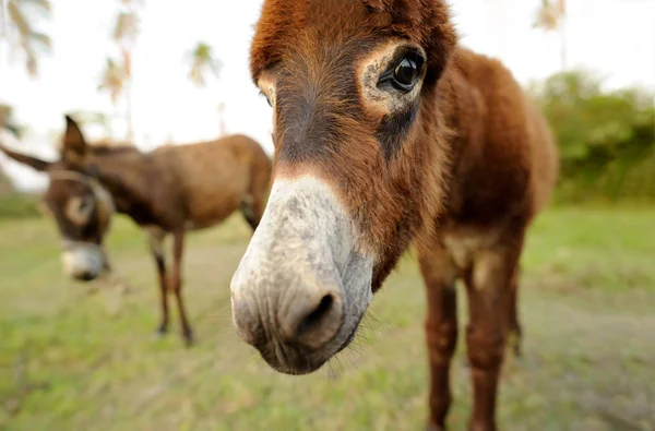 Eşek yüz arıyorum