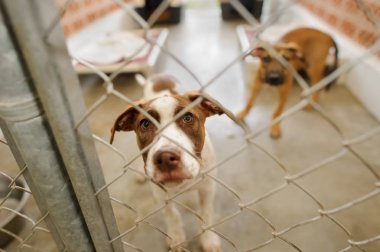 Köpek barınak evlat edinme