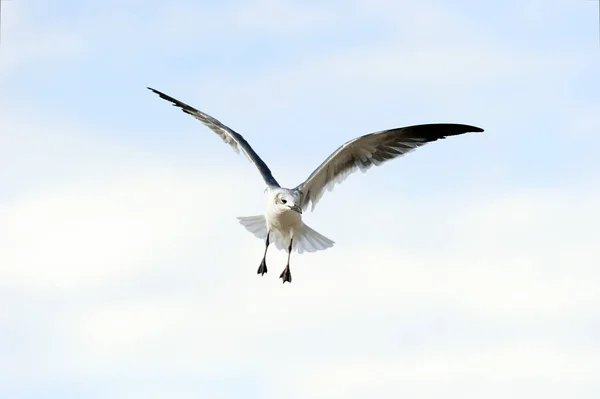 Seagull Flying Spreading Wings — Stock Photo, Image