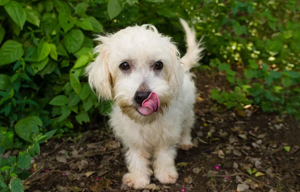 Engraçado cão língua lambendo — Fotografia de Stock