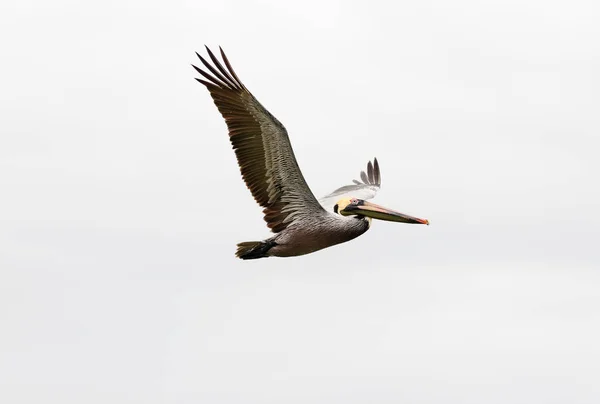 Pelican Flying Diving — Stock Photo, Image