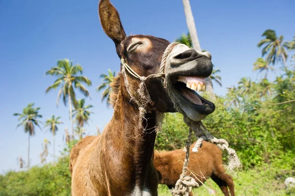 Burro animales divertidos —  Fotos de Stock