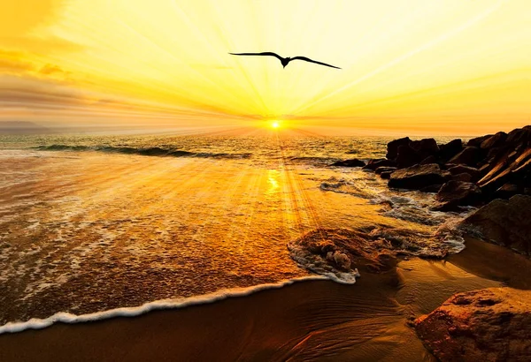 Pôr-do-sol Ocean Bird Silhouette — Fotografia de Stock