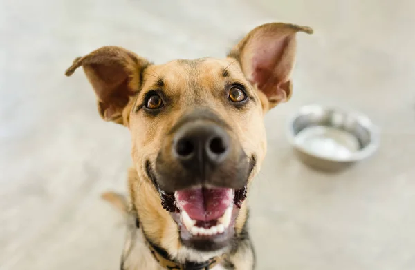 Tazón de perro Hambriento — Foto de Stock