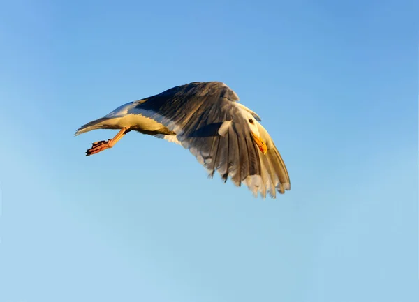 Martı uçan kanat — Stok fotoğraf