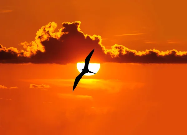 Een Silhouet Van Een Vogel Zweeft Aan Overkant Van Zonsondergang — Stockfoto