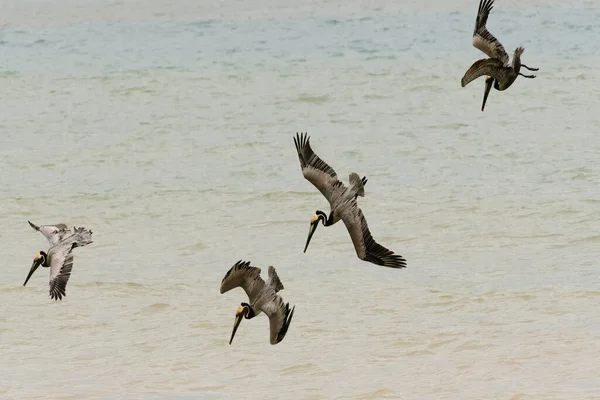 Группа Пеликанов Ныряет Едой — стоковое фото