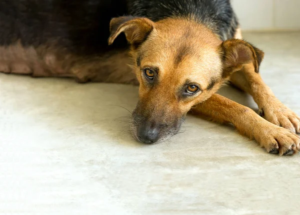 Dog Shelter is a Rescue Dog Looking Up with Very Sad Eyes.