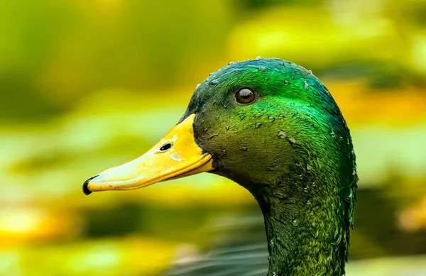 Full Detailed Head Shot Mallard Duck Nature Surroundings Background — Stock Photo, Image