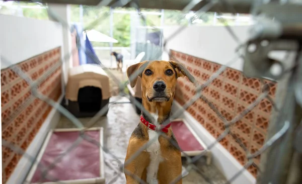 Perro Rescate Refugio Animales Está Mirando Través Valla Fotos De Stock