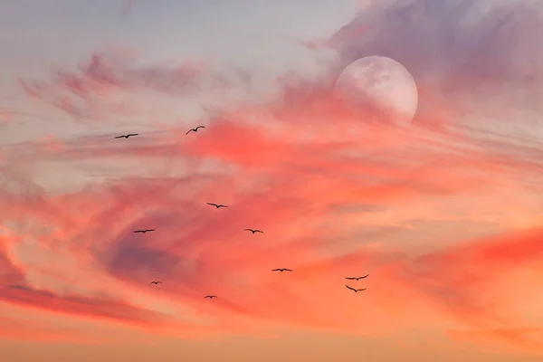 Flock Birds Fly Surreal Orange Red Colored Sky Full Moon — Stock Photo, Image