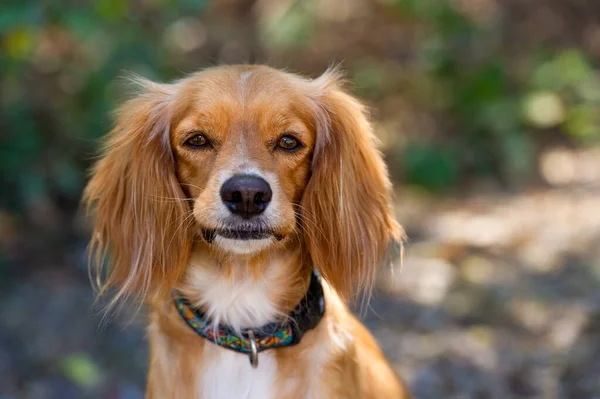 Bel Cazzo Spaniel Ritratto All Aperto Natura — Foto Stock