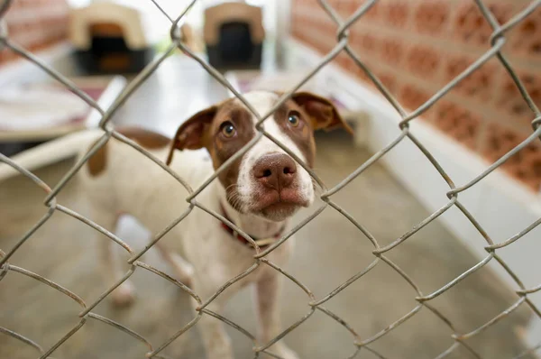 Perro Rescate Refugio Animales Está Mirando Través Valla — Foto de Stock