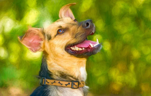 Bir Alman Sheppard Köpeği Heyecandan Mutludur — Stok fotoğraf