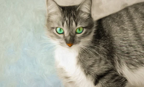 Een Tabby Cat Met Groene Ogen — Stockfoto