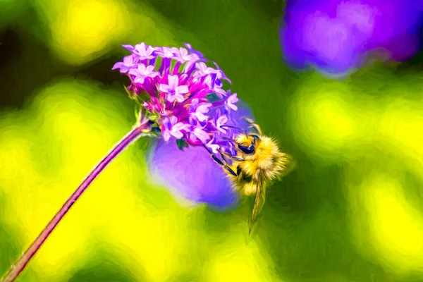Abejorro Está Una Flor Colorida Polinizando — Foto de Stock