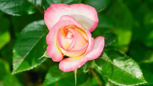 Beautiful Fresh Rose Garden Petal Blooming Rose Bud Bouquet Space — Stock Photo, Image