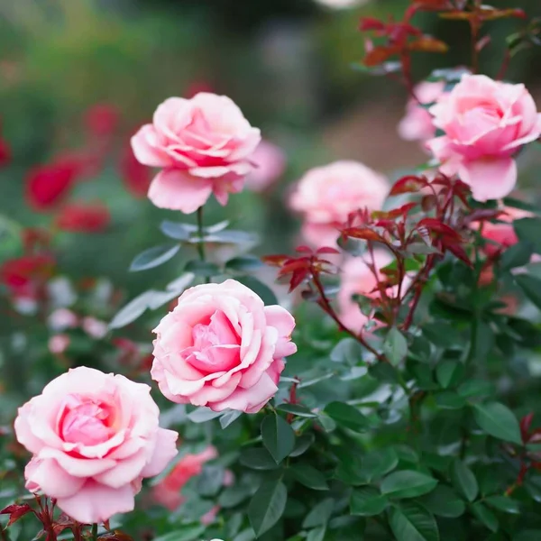 Mooie Frisse Roos Tuin Bloemblaadje Bloeiende Roos Knop Boeket Ruimte — Stockfoto