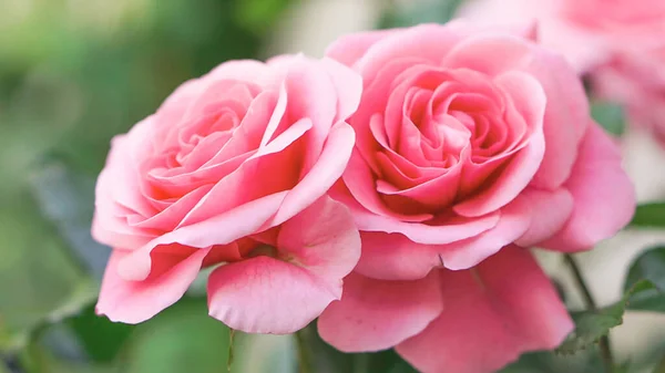 Mooie Frisse Roos Tuin Bloemblaadje Bloeiende Roos Knop Boeket Ruimte — Stockfoto