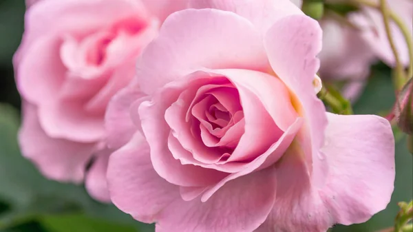 Beautiful Fresh Rose Garden Petal Blooming Rose Bud Bouquet Space — Stock Photo, Image