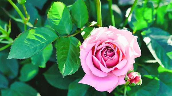 Mooie Frisse Roos Tuin Bloemblaadje Bloeiende Roos Knop Boeket Ruimte — Stockfoto