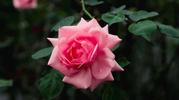 Beautiful Fresh Rose Garden Petal Blooming Rose Bud Bouquet Space — Stock Photo, Image