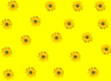 Sarı arkaplanda sarı kasımpatı deseni