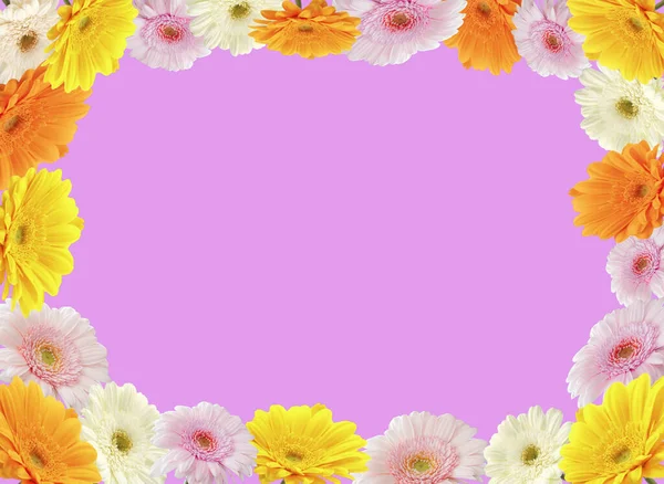 カラフルな菊の花のフレーム上のコピースペース紫色の背景 — ストック写真