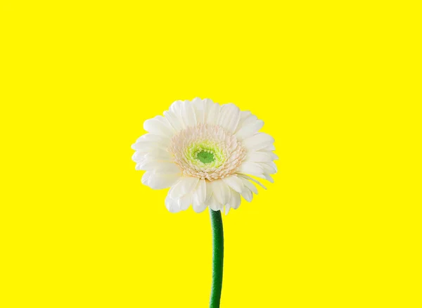 Flor Crisântemo Branco Isolado Fundo Amarelo — Fotografia de Stock