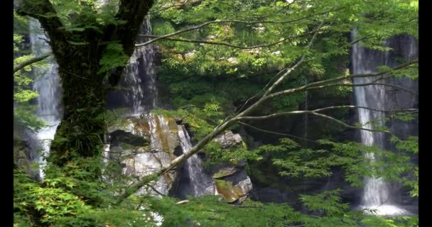 Waterval Achter Takken Van Bomen Geweldige Natuur Wilde Vijver Jungle — Stockvideo