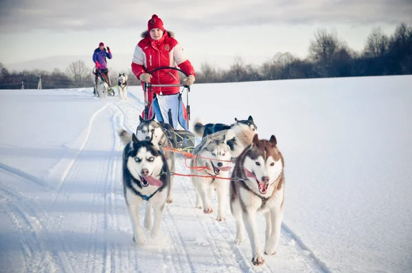 Maszer Kobieta, chowając się za saniami w wyścigu psich zaprzęgów na śniegu w wi — Zdjęcie stockowe