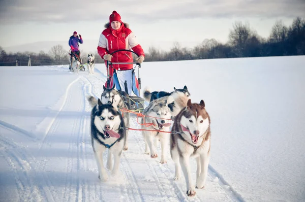 Woman musher hiding behind sleigh at sled dog race on snow in wi